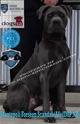 Montopoli Forseen Scandal (AI) (IMP NZ)